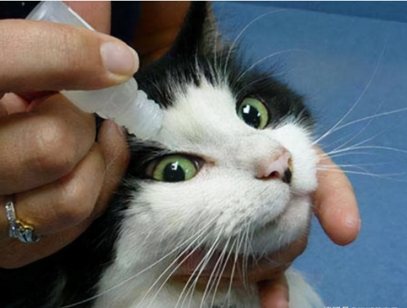 猫咪生病了怎么办？这几种疾病在家医治比去宠物医院靠谱