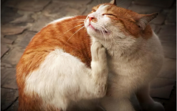 猫咪生病了怎么办？这几种疾病在家医治比去宠物医院靠谱