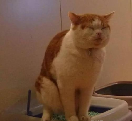 猫咪生病了怎么办？这几种疾病在家医治比去宠物医院靠谱