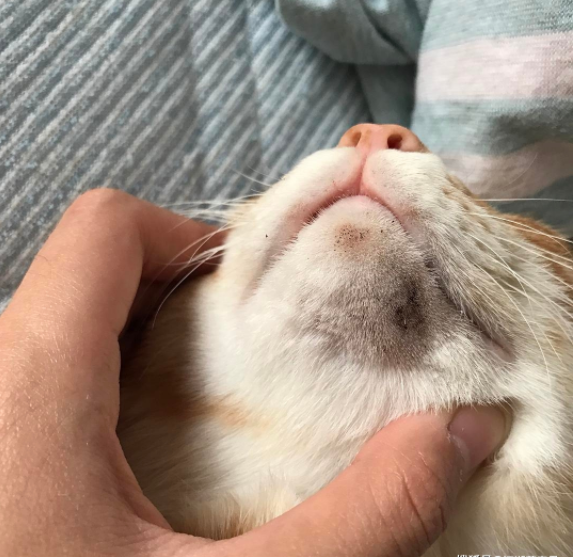 猫咪生病了怎么办？这几种疾病在家医治比去宠物医院靠谱