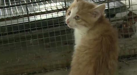 女孩养猫后满头脓包 医师：真菌感染恐永久掉发