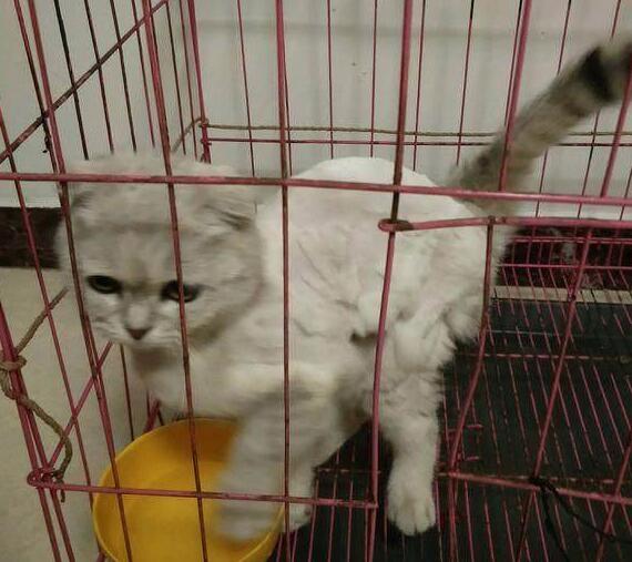 小区里捡到一只漂泊猫，在第二天认出是折耳英短猫，女子美翻了！