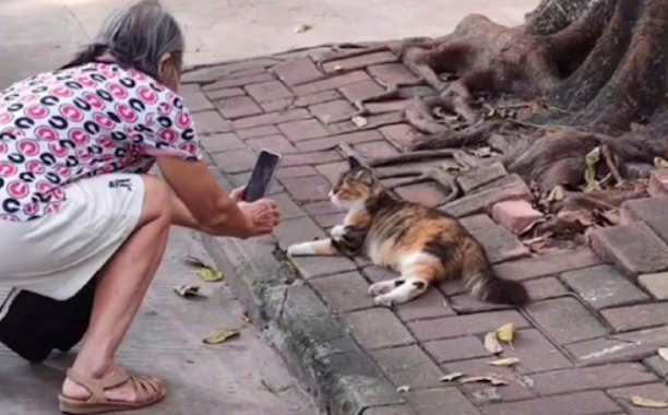 路旁边躺着一只猫，白叟蹲下来换各种视点摄影，这不便是今后的我嘛