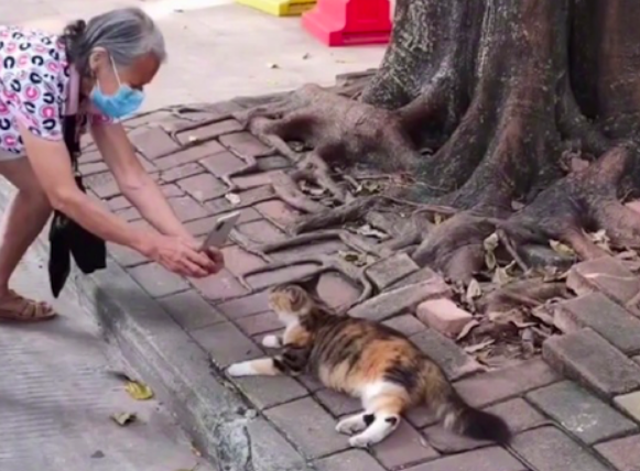 路旁边躺着一只猫，白叟蹲下来换各种视点摄影，这不便是今后的我嘛