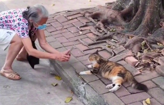 路旁边躺着一只猫，白叟蹲下来换各种视点摄影，这不便是今后的我嘛