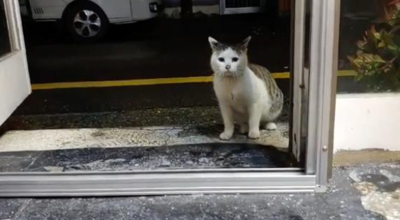 那只每天隔着窗户，偷看宠物猫的漂泊猫，总算成为了家猫中的一员