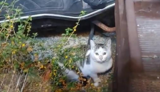 那只每天隔着窗户，偷看宠物猫的漂泊猫，总算成为了家猫中的一员