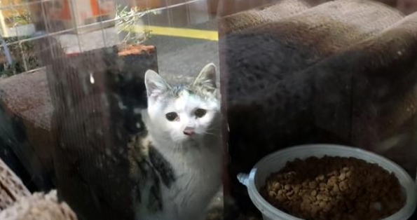 那只每天隔着窗户，偷看宠物猫的漂泊猫，总算成为了家猫中的一员