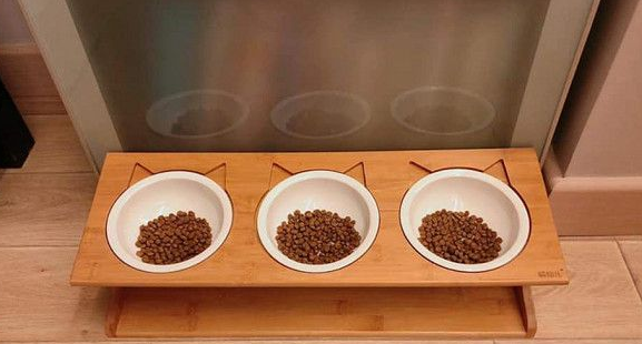 猫主子展示连连看吃法 让猫奴当场傻暴眼