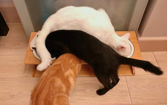 猫主子展示连连看吃法 让猫奴当场傻暴眼