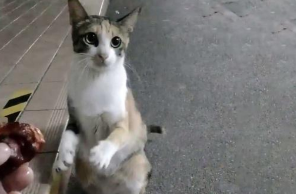 漂泊猫为得到一块鸡肉，不断作揖，路人的做法很心寒