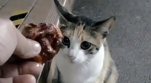 漂泊猫为得到一块鸡肉，不断作揖，路人的做法很心寒