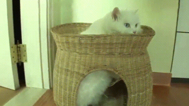 巨胖白猫压塌猫窝，拖累下方花猫，猫：胖还不是你喂的！