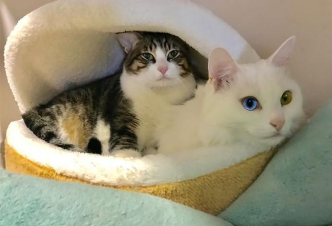 巨胖白猫压塌猫窝，拖累下方花猫，猫：胖还不是你喂的！