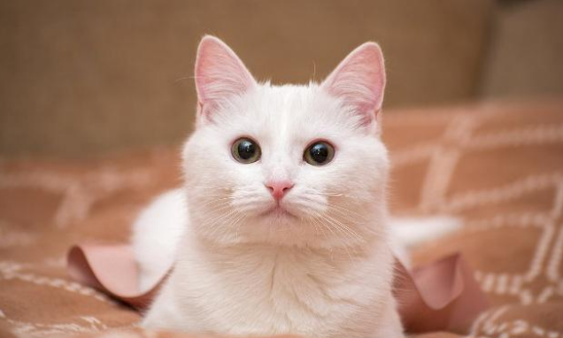 巨胖白猫压塌猫窝，拖累下方花猫，猫：胖还不是你喂的！
