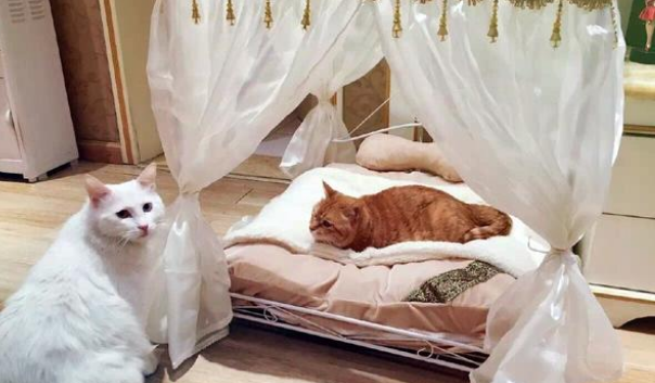 猫生逆袭！残疾漂泊猫变身动物艺人，和很多大牌明星搭戏