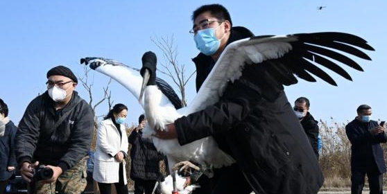 3只“鸟类大熊猫”东方白鹳在七里海湿地重返天然