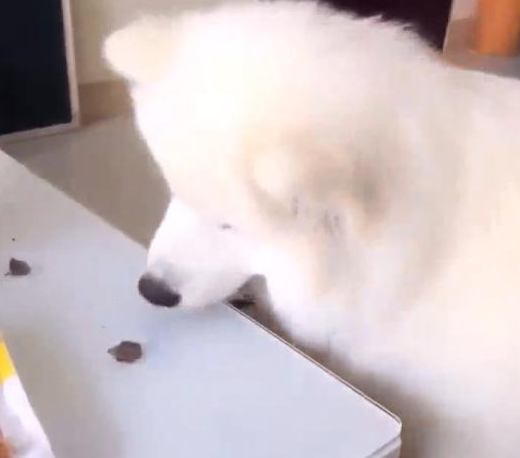 宠主在桌子放了俩吃的，让萨摩耶吃了后给猫咪送去一个，結果为难了