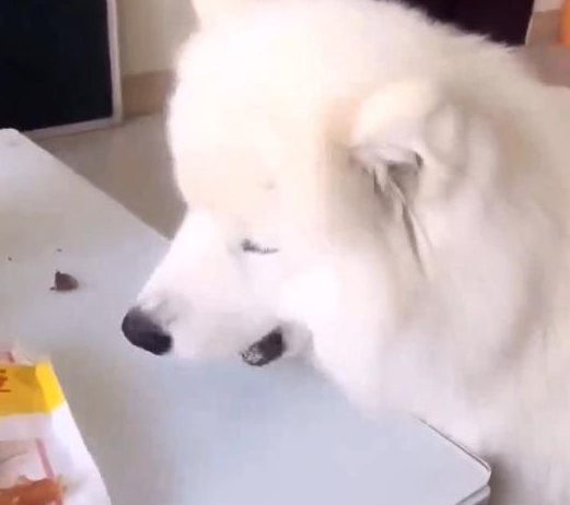 宠主在桌子放了俩吃的，让萨摩耶吃了后给猫咪送去一个，結果为难了