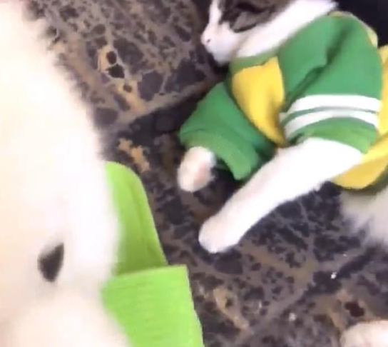 宠主在桌子放了俩吃的，让萨摩耶吃了后给猫咪送去一个，結果为难了