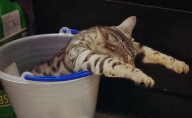 台南萌猫3年来只睡水桶 配上殭尸手