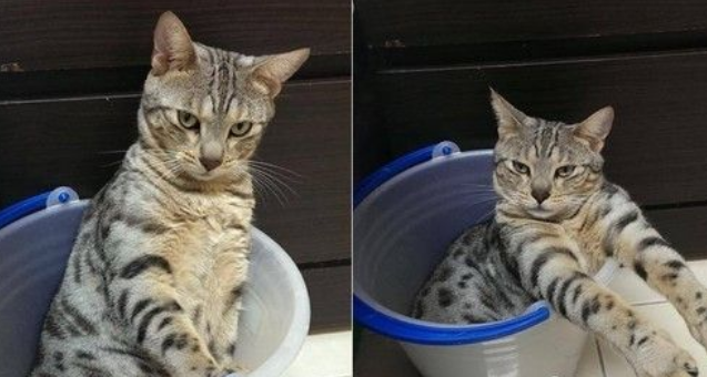 台南萌猫3年来只睡水桶 配上殭尸手