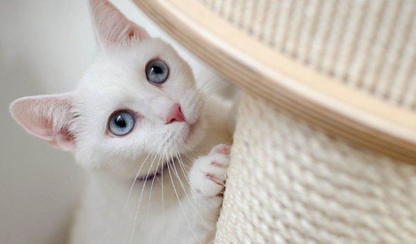 猫咖店撸猫被抓伤，顾客要求店家报销1600元，你怎么看？