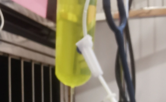 捡猫后续