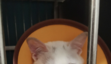 捡猫后续