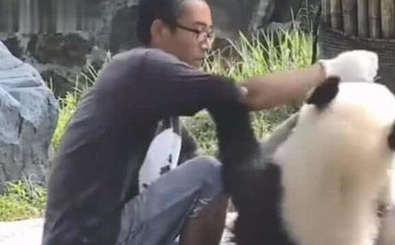 熊猫为了食物跟饲养员撒娇，画面暖人又感人