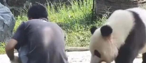 熊猫为了食物跟饲养员撒娇，画面暖人又感人