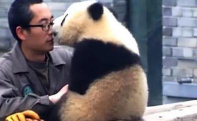 熊猫为了食物跟饲养员撒娇，画面暖人又感人