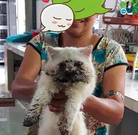 阿姨抱着暹罗猫来洗澡， 看着猫咪身上的脏东西， 给100也不洗