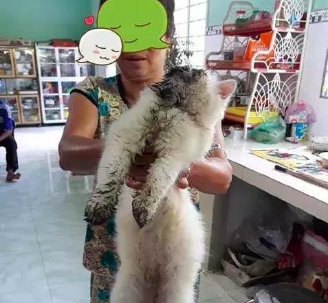 阿姨抱着暹罗猫来洗澡， 看着猫咪身上的脏东西， 给100也不洗