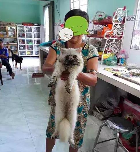 阿姨抱着暹罗猫来洗澡， 看着猫咪身上的脏东西， 给100也不洗