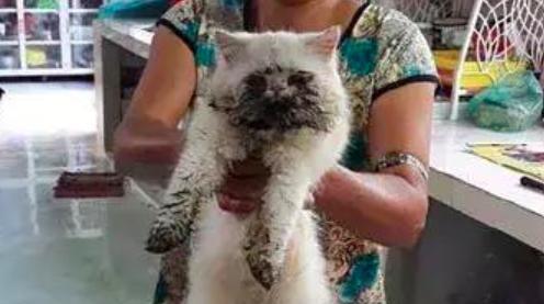 阿姨抱着暹罗猫来洗澡， 看着猫咪身上的脏东西， 给100也不洗