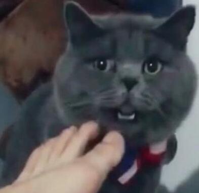 主人让猫咪闻自己的脚，没想到猫咪竟然直接吐了，猫：这脚有毒