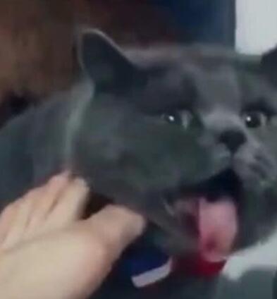 主人让猫咪闻自己的脚，没想到猫咪竟然直接吐了，猫：这脚有毒