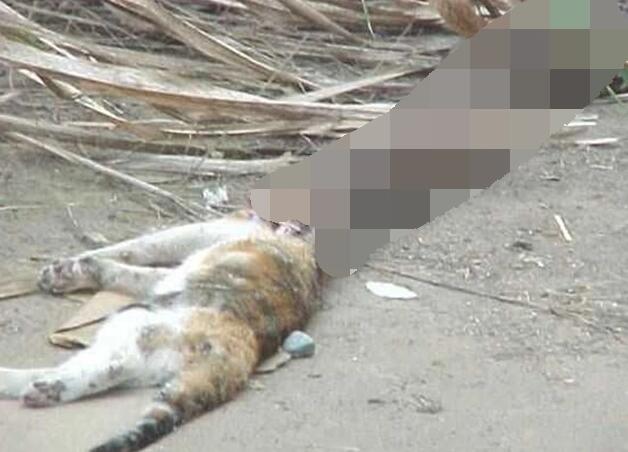 猫的灵巧超过蛇，常捕捉蛇作为食物，蛇究竟能不能反杀猫？