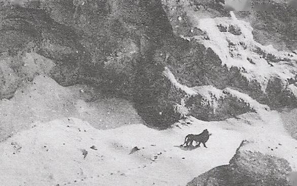 地球猫科之王，强于东北虎，最后一只巴巴里狮被殖民者拍照后射杀
