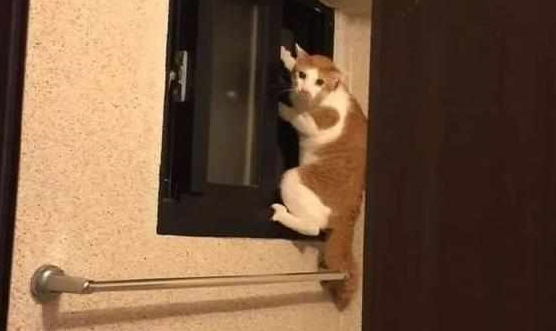 以为是只萌猫，结果一顿饭揭开它的真面目