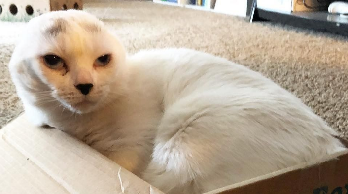 焦虑症女孩领养无耳猫 猫咪帮助下克服精神疾病