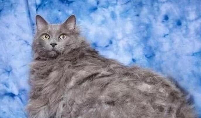 女孩怀孕把猫咪送去姥姥家，见到时认为它虚胖，剃完毛后不淡定