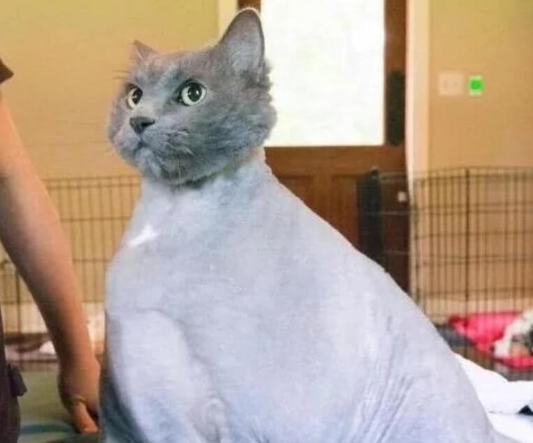 女孩怀孕把猫咪送去姥姥家，见到时认为它虚胖，剃完毛后不淡定