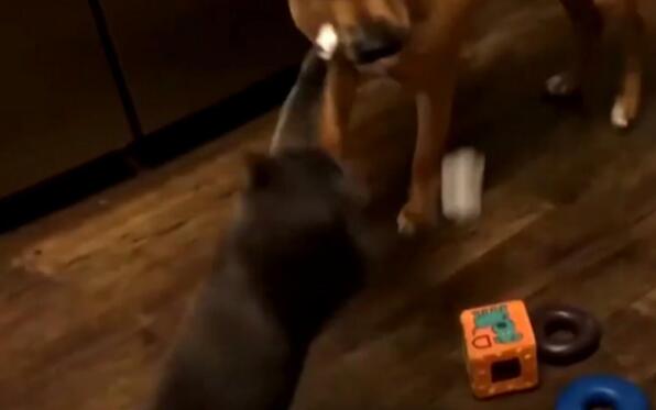 小主人误伤到猫咪， 猫咪却报复狗狗， 主人说出原因后评论炸锅了!