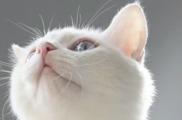 3个月前，小流浪猫被饿到吃钢丝球，3个月过去了，它过得怎样？