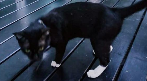 捡到一只黑猫警长，以为是走失的，猫项圈里的字条内容令人动容