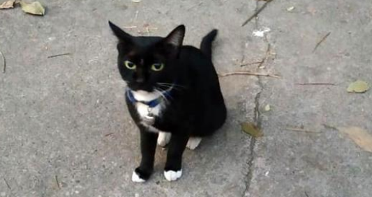 捡到一只黑猫警长，以为是走失的，猫项圈里的字条内容令人动容
