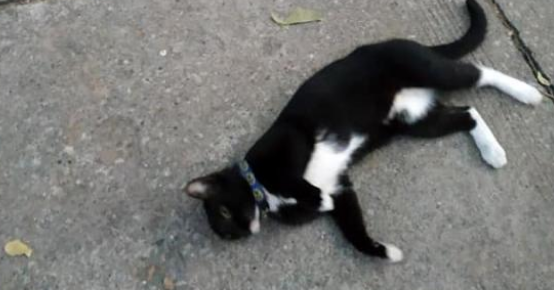 捡到一只黑猫警长，以为是走失的，猫项圈里的字条内容令人动容