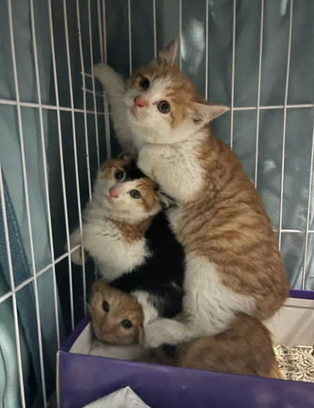 四川大学上百只流浪猫的证件照走红网络，幕后的故事居然这么劲爆！
